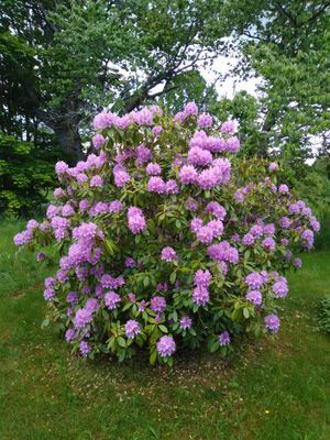 Timrad stuga nära sjö och bad - Bild 27