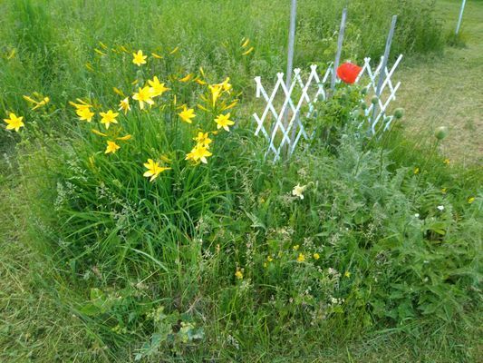 Timrad stuga nära sjö och bad - Bild 25