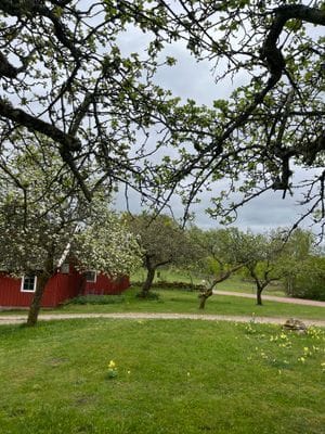 Trädgård med gamla äppelträd.