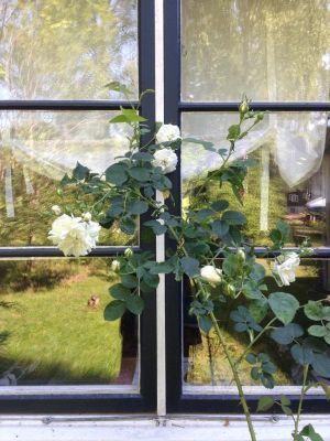 Mysig stuga på Yxlan i Roslagens skärgård - Bild 11