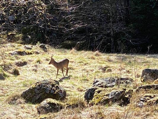 Stuga "Vena Berg" - Bild 24