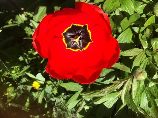 Öland,Borgholm, Köpingsvik,Alböke, Eriksberg. - Bild 19