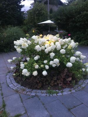 Villa Hoppet Skälderviken sommar 2026 - Bild 17