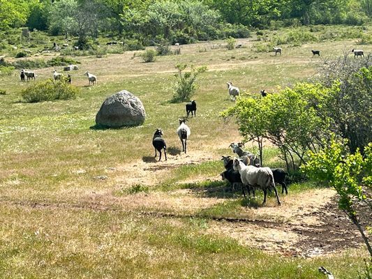 Bild 3 på Stuga på Öland med betande får ISE04033