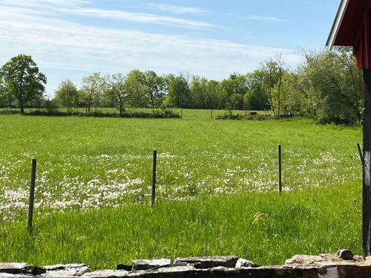 Bild 4 på Stuga på Öland med betande får ISE04033