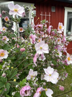 Mysig stuga lantligt och fridfullt läge - Bild 15