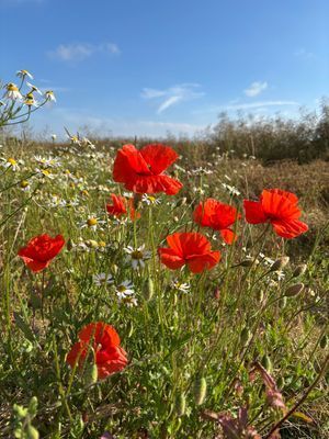 Bild 3 på Mysig stuga lantligt och fridfullt läge