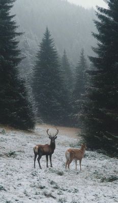 Villa vid vattnet med egen brygga och panoramautsi - Bild 36