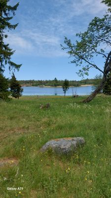 Paradis på Singö i Roslagen - Bild 13