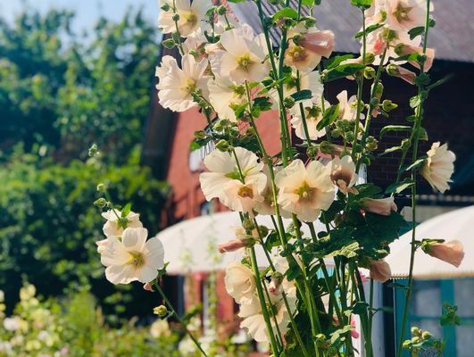 Bild 4 på Villa med pool på Österlen