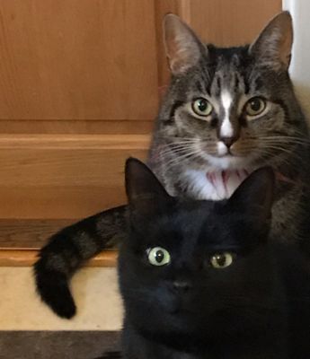 GRÖNA KRUSBÄRSSTÄLLET - Nytt bekvämt hus med charm - Bild 21