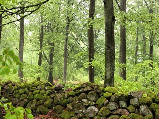 Skogen runt knuten