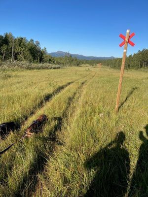 Mysig stuga i Ankarvattnet, Vildmarksvägen - Bild 21