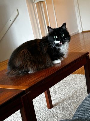 Radhus med bastu, 1-2 familjer - Bild 39