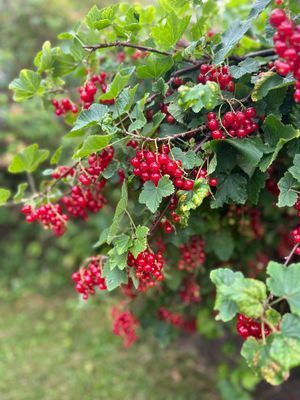 Radhus med bastu, 1-2 familjer - Bild 12