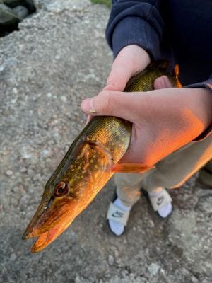 8 bädds stuga i lummig naturskön omgivning - Bild 17