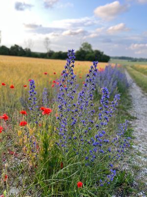Sommarhus i Rute med sjötomt i Lergrav - Bild 24