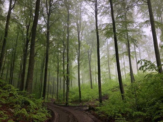 Nyrenoverad stuga mitt skogen, vid Brösarps backar - Bild 20