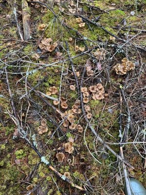 En liten del av alla de kantareller som plockades under hösten.