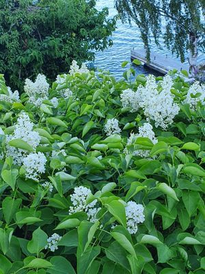 Skärgårdshus på Dalarö, sjötomt med bästa läge - Bild 38