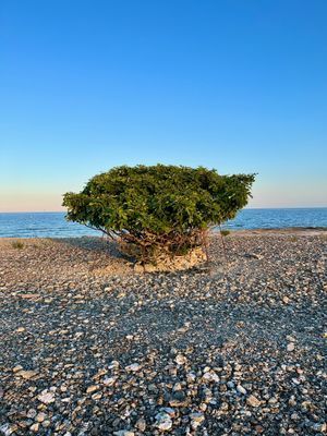 Fikonträdet på udden RYSSNÄS - FÅRÖ