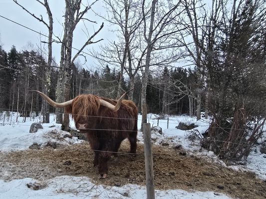 En idyllisk tillflykts plats vid sjön - Bild 39