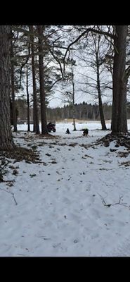 En idyllisk tillflykts plats vid sjön - Bild 44