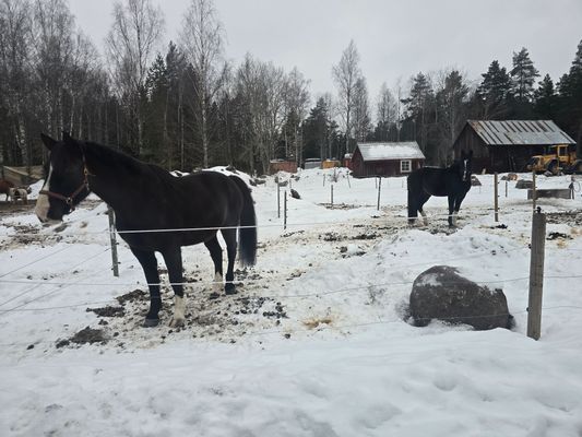 En idyllisk tillflykts plats vid sjön - Bild 37