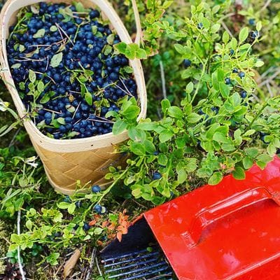 En bra sensommar/höst är skogarna proppfulla med blåbär. Du får låna bärplockare!