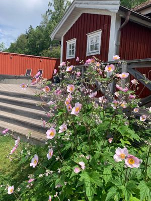 Stuga/Torp 6 km norr om Gränna - Bild 24
