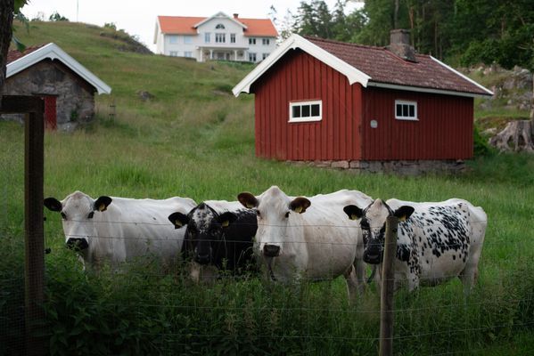 Betande djur i hagen vid kokhuset och jordkällaren