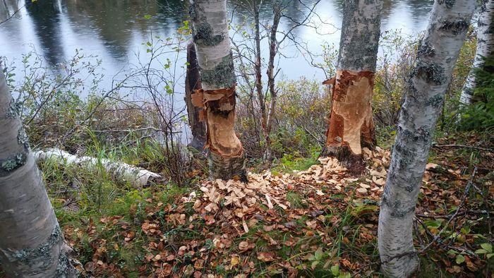Magisk stuga i med utsikt över Fulufjället - Bild 52