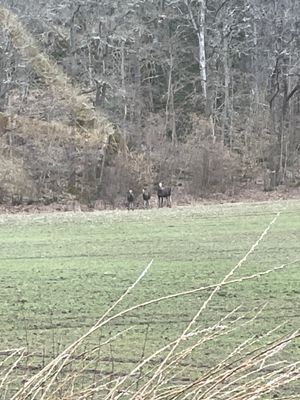 Älgko med två kalvar vid åkern intill huset