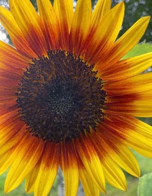 Helianthus
