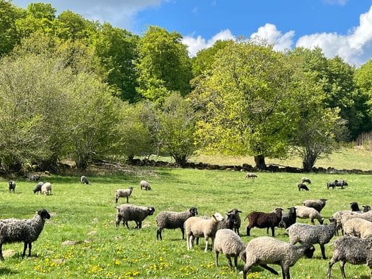Stuga vid naturreservat - Bild 16