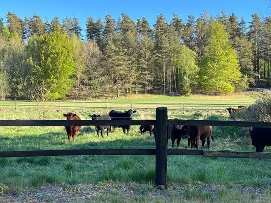 Stuga vid naturreservat - Bild 17