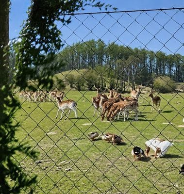 Stuga vid naturreservat - Bild 15