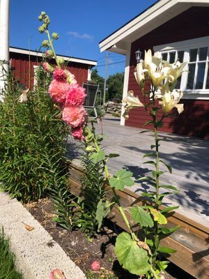 Äkta torp på Blekinge Hasslö - Bild 17
