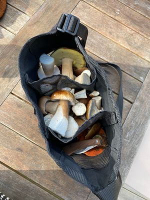 Nybyggd stuga vid lövskog och badsjö - Bild 11