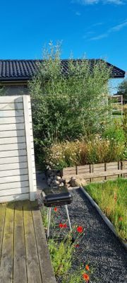 Blomlådor mot granne i söder