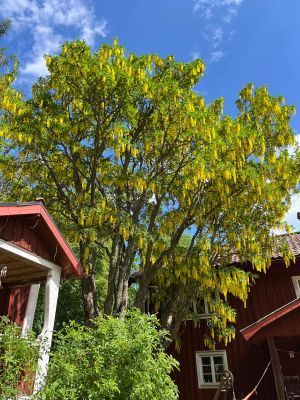 Bild 3 på Vackra Ekensholm