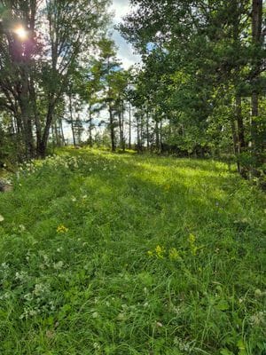 Naturtomt med vild äng