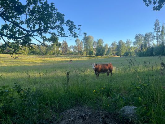 Vackra Ekensholm - Bild 22