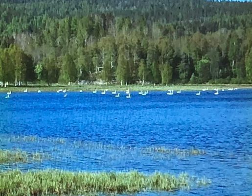 Svanbesök
