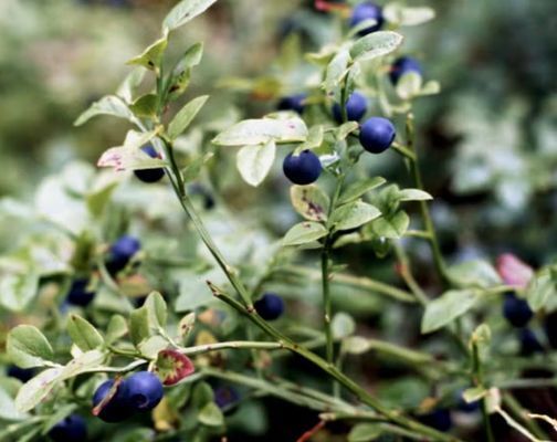 Drömstuga med sjöutsikt och egen badplats - Bild 10