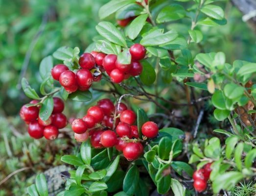 Drömstuga med sjöutsikt och egen badplats - Bild 13