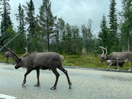 Nyrenoverad stuga nära bad, fiske och skidorter - Bild 13