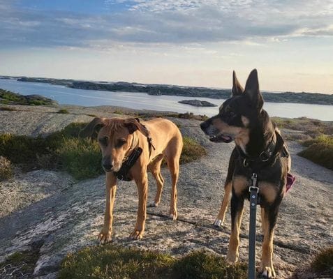 Stuga i fina Långesjö, Fjällbacka - Bild 7
