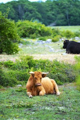 Charmig stuga med bra läge norr om Borgholm! - Bild 11