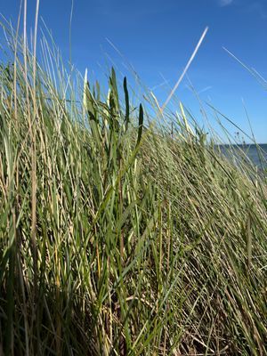 Stuga på stranden i Herta på Sydöstra Gotland